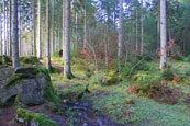 In the forest at The Hermitage, Perthshire, Scotland