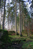the forest at The Hermitage, Perthshire, Scotland