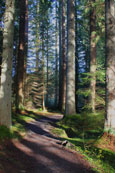 The forest walk at The Hermitage, Dunkeld, Perthshire, Scotland