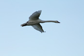 A Swan in full flight over the North Inch, Perth, Perthshire, Scotland