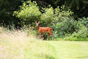 A Roe Deer pictured in the Den at Scone, Perthshire, Scotland