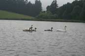 A family of Swans on Balthayock Loch near to Perth, Perthshire, Scotland