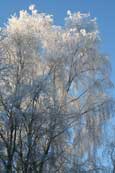 A Silver Birch Tree frozen in winter.  Wester Ross, Scotland