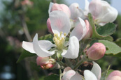 Apple Blossom on an apple tree in a private orchard in Perth, Perthshire, Scotland
