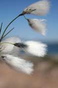 Bog Cotton found on the peat bog bordering Firemore Beach, Inverasdale, Wester Ross, Scotland