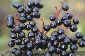 Elderberries on Kinnoull Hill, near Perth, Perthshire, Scotland
