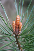 Seeds forming on a Fir in Craigvinean Forest near to the Hermitage, Dunkeld, Perthshire, Scotland