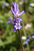 One of the Bluebell flowers to be found in Northwood near to Murthly, Perthshire, Scotland