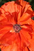 A Poppy from a private garden in Forfar, Angus, Scotland