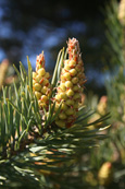 A Scots Pine at the Slatefields, Balmashanner, Forfar, Angus, Scotland