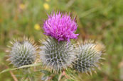 A photograph of Scotlands National Emblem to introduce you to a gallery of photographs of the Flowers of Scotland.  The majority of these photographs were taken in the National Trust for Scotland property at Inverewe Gardens, Poolewe, Wester Ross, Scotland