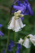 A White Bluebell found in Northwood near Murthly, Perthshire, Scotland