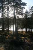Lairds Loch at Tullybaccart near to Coupar Angus, Perthshire, Scotland