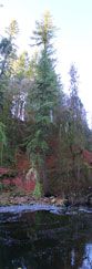 The Tallest Tree in the UK at the Hermitage, Dunkeld, Perrthshire, Scotland