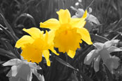 Wild Daffodils on The North Inch, Perth, Perthshire, Scotland