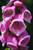A photograph of Foxgloves from the Hermitage, Dunkeld, Perthshire