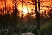This photograph was taken in the forest at Bruar Falls, Bruar, Perthshire, Scotland
